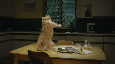Dance Cat GIF by Banggood - Find & Share on GIPHY