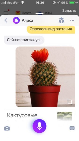 Определение растения