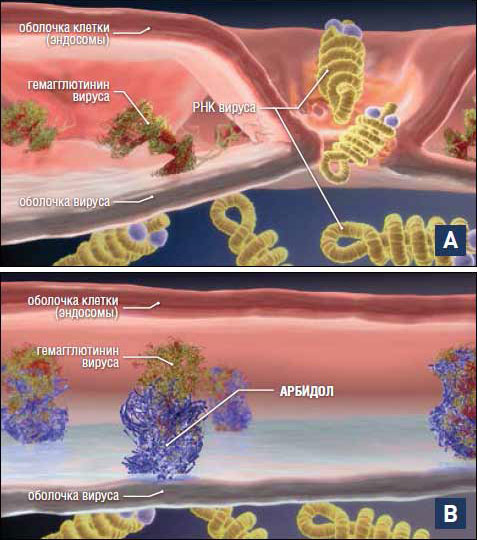 Доклинические исследования эффективности Арбидола