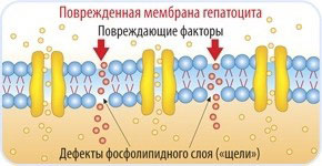 Повреждение мембраны гепатоцита