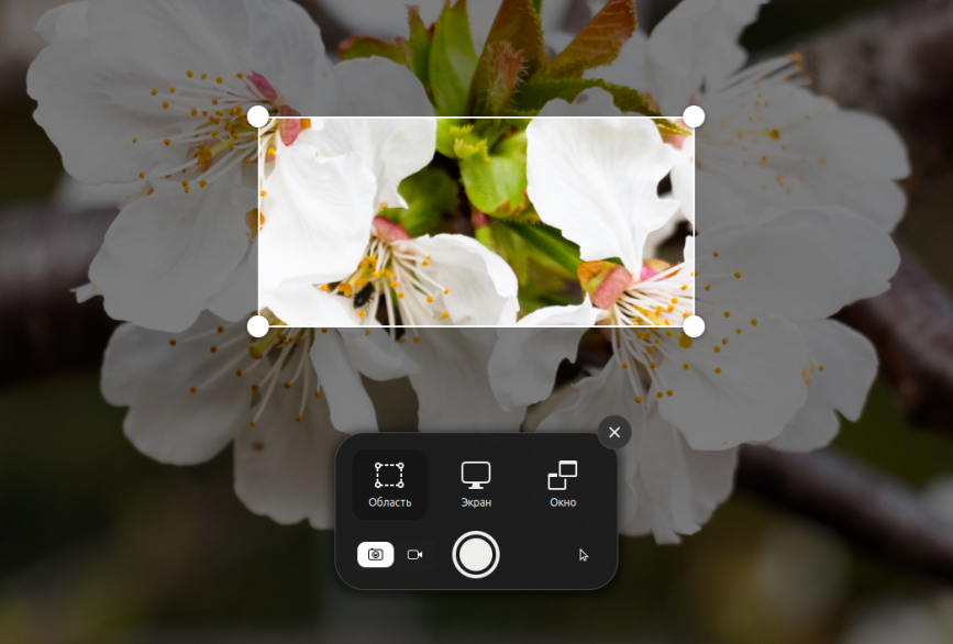 zciKjfpQbkb5gAAAABJRU5ErkJggg==