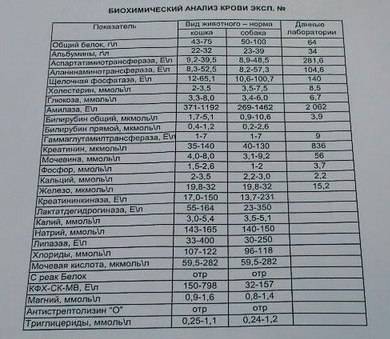 Билирубин в крови у женщин: нормы по возрастам