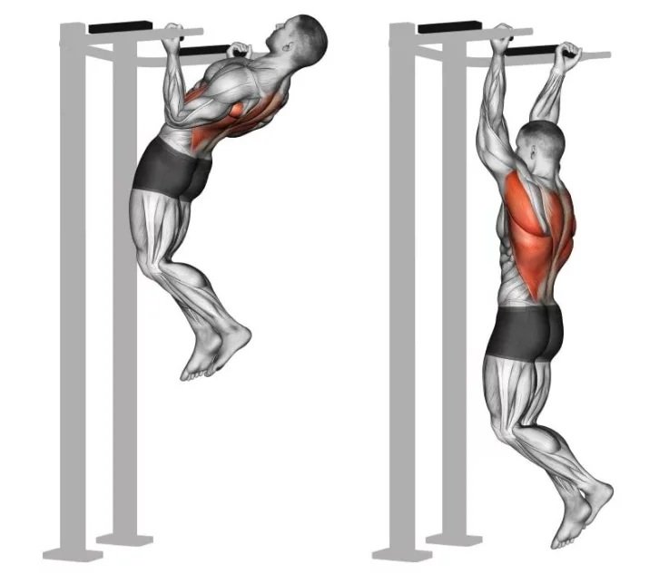 Книжка - обратные подтягивания на спину